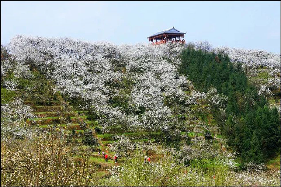 【春天,广西桂林灌阳县向您发出邀请!】我们在灌阳看梨花 - 游山玩水 - 绵阳生活社区 - 绵阳28生活网 mianyang.28life.com