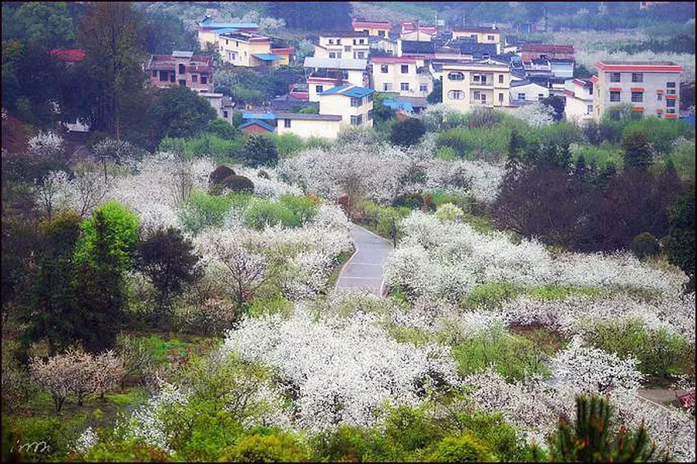 【春天,广西桂林灌阳县向您发出邀请!】我们在灌阳看梨花 - 游山玩水 - 绵阳生活社区 - 绵阳28生活网 mianyang.28life.com