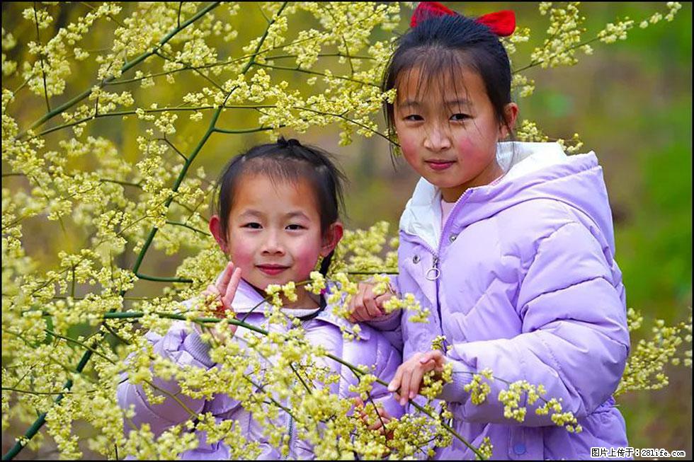 【春天，广西桂林灌阳县向您发出邀请！】米珠山前有片山苍子花在飘香 - 游山玩水 - 绵阳生活社区 - 绵阳28生活网 mianyang.28life.com