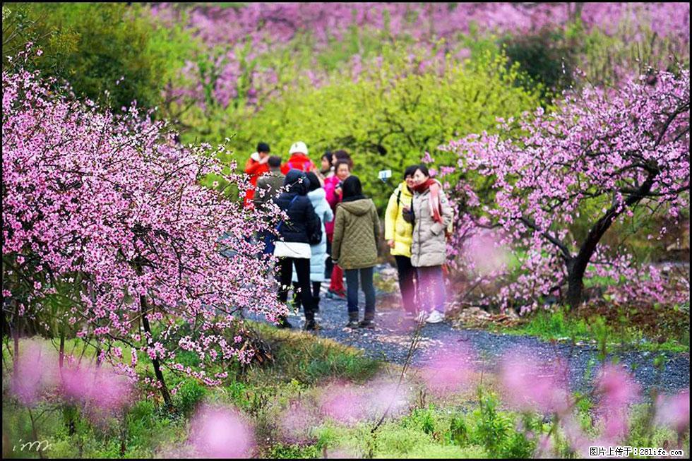 【春天,广西桂林灌阳县向您发出邀请!】官庄村有个醉美的桃花园 - 游山玩水 - 绵阳生活社区 - 绵阳28生活网 mianyang.28life.com
