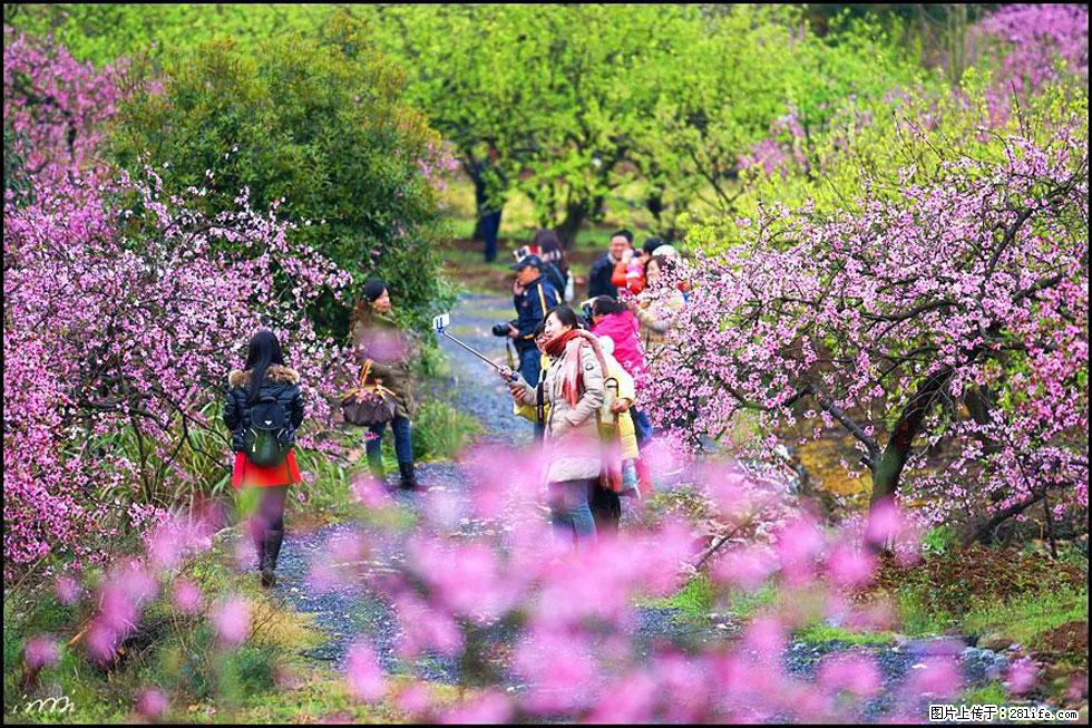 【春天,广西桂林灌阳县向您发出邀请!】官庄村有个醉美的桃花园 - 游山玩水 - 绵阳生活社区 - 绵阳28生活网 mianyang.28life.com