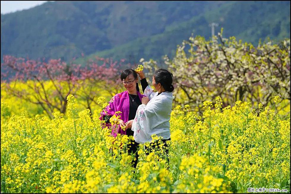 【春天，广西桂林灌阳县向您发出邀请！】长坪村油菜盛情花开 - 游山玩水 - 绵阳生活社区 - 绵阳28生活网 mianyang.28life.com