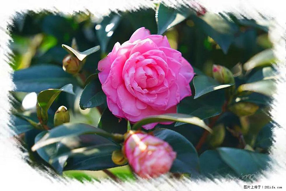 【春天,广西桂林灌阳县向您发出邀请!】杨柳井茶花惹人爱 - 游山玩水 - 绵阳生活社区 - 绵阳28生活网 mianyang.28life.com