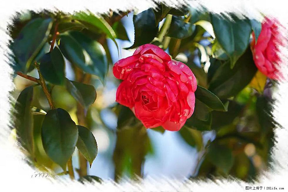 【春天,广西桂林灌阳县向您发出邀请!】杨柳井茶花惹人爱 - 游山玩水 - 绵阳生活社区 - 绵阳28生活网 mianyang.28life.com