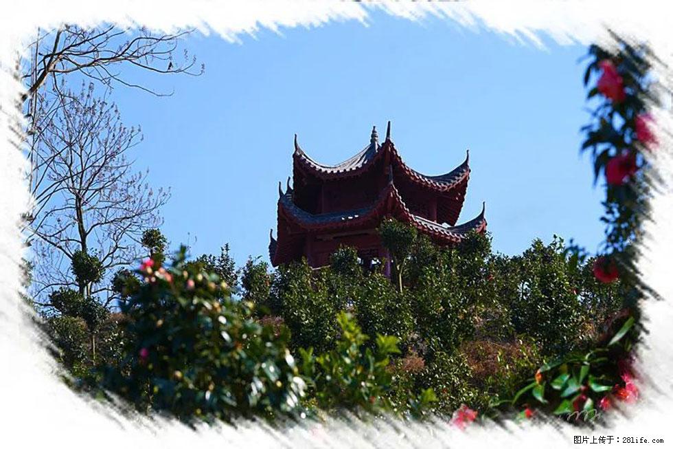 【春天,广西桂林灌阳县向您发出邀请!】杨柳井茶花惹人爱 - 游山玩水 - 绵阳生活社区 - 绵阳28生活网 mianyang.28life.com