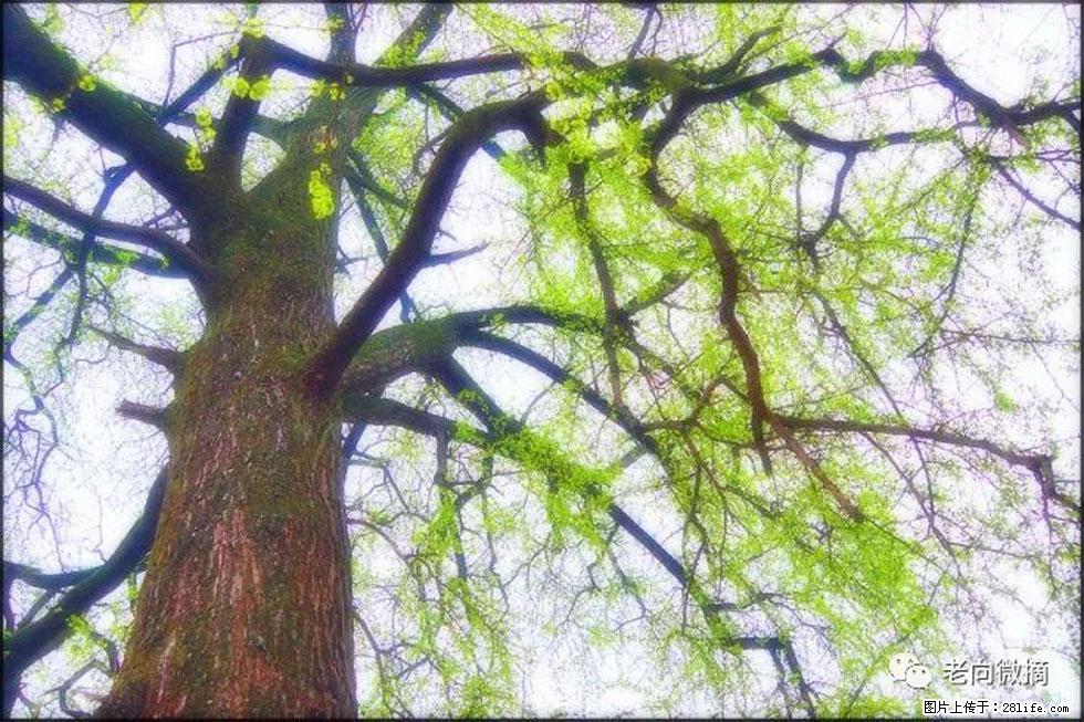 【春天,广西桂林灌阳县向您发出邀请!】在小龙村与春天约会 - 游山玩水 - 绵阳生活社区 - 绵阳28生活网 mianyang.28life.com
