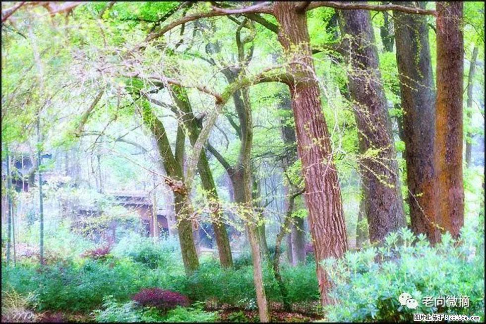 【春天,广西桂林灌阳县向您发出邀请!】在小龙村与春天约会 - 游山玩水 - 绵阳生活社区 - 绵阳28生活网 mianyang.28life.com