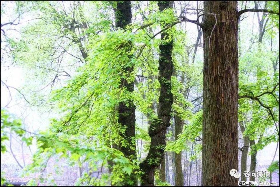 【春天,广西桂林灌阳县向您发出邀请!】在小龙村与春天约会 - 游山玩水 - 绵阳生活社区 - 绵阳28生活网 mianyang.28life.com