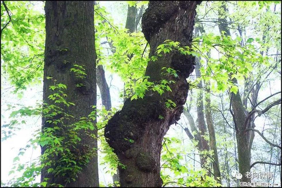 【春天,广西桂林灌阳县向您发出邀请!】在小龙村与春天约会 - 游山玩水 - 绵阳生活社区 - 绵阳28生活网 mianyang.28life.com