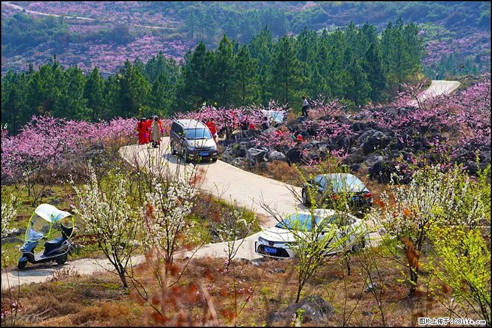 【春天,广西桂林灌阳县向您发出邀请!】望月岭上桃花开 - 游山玩水 - 绵阳生活社区 - 绵阳28生活网 mianyang.28life.com