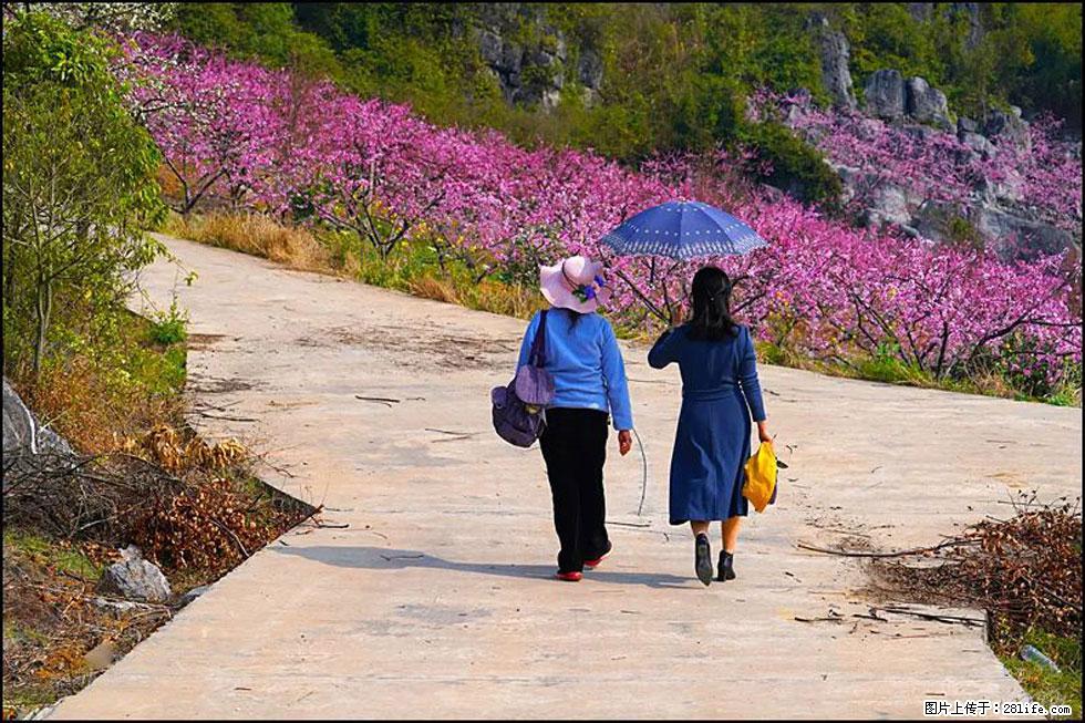 【春天,广西桂林灌阳县向您发出邀请!】望月岭上桃花开 - 游山玩水 - 绵阳生活社区 - 绵阳28生活网 mianyang.28life.com