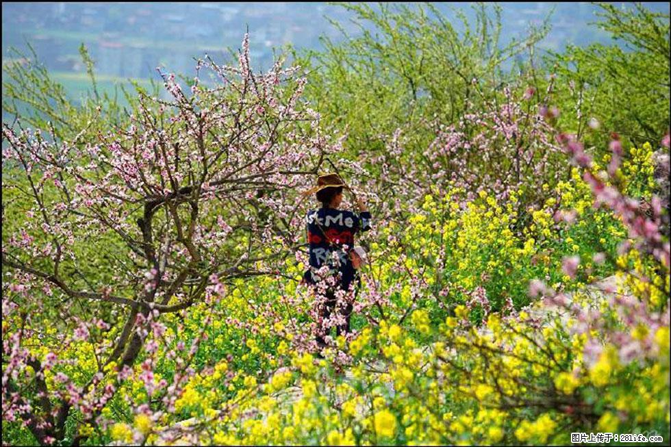 【春天,广西桂林灌阳县向您发出邀请!】望月岭上桃花开 - 游山玩水 - 绵阳生活社区 - 绵阳28生活网 mianyang.28life.com