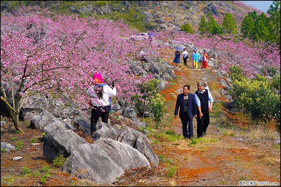 【春天,广西桂林灌阳县向您发出邀请!】望月岭上桃花开 - 游山玩水 - 绵阳生活社区 - 绵阳28生活网 mianyang.28life.com