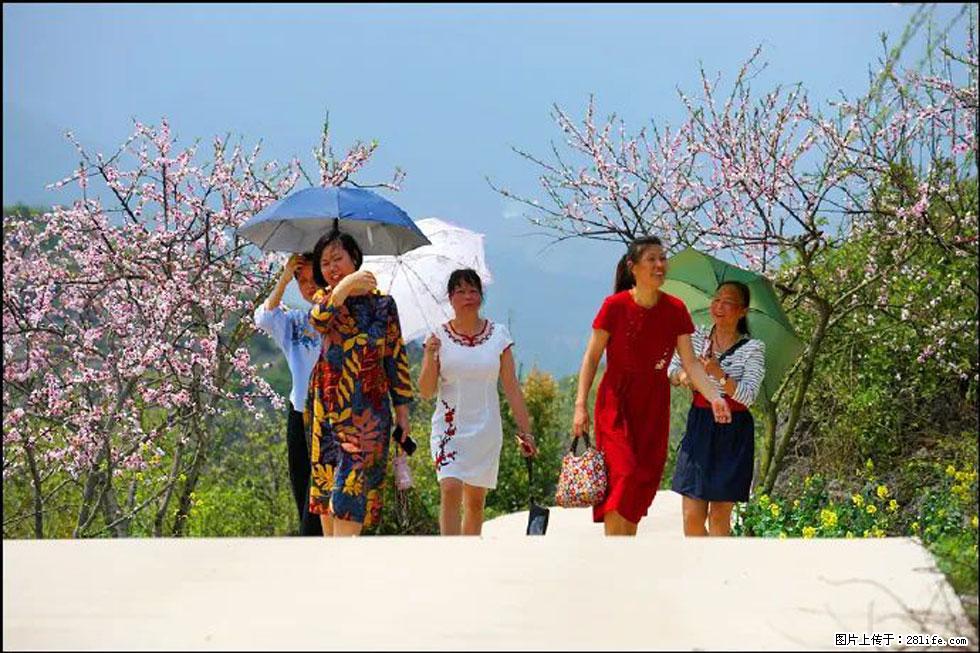 【春天,广西桂林灌阳县向您发出邀请!】望月岭上桃花开 - 游山玩水 - 绵阳生活社区 - 绵阳28生活网 mianyang.28life.com