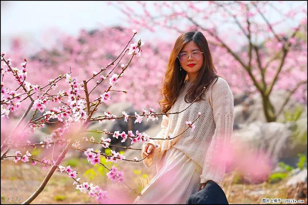 【春天,广西桂林灌阳县向您发出邀请!】望月岭上桃花开 - 游山玩水 - 绵阳生活社区 - 绵阳28生活网 mianyang.28life.com