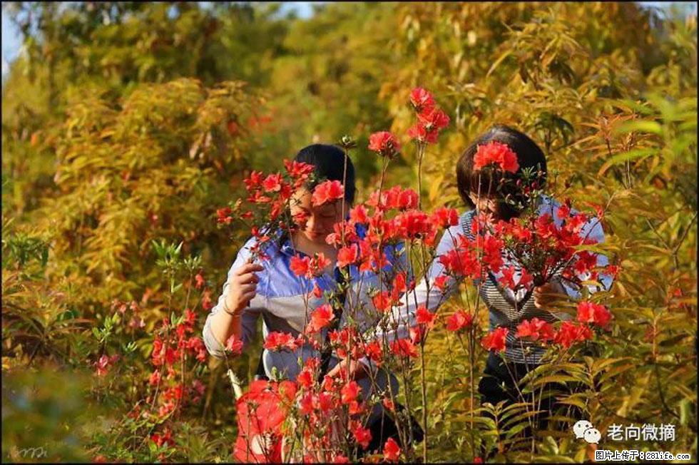 【春天,广西桂林灌阳县向您发出邀请!】登麒麟山,相约映山红 - 游山玩水 - 绵阳生活社区 - 绵阳28生活网 mianyang.28life.com