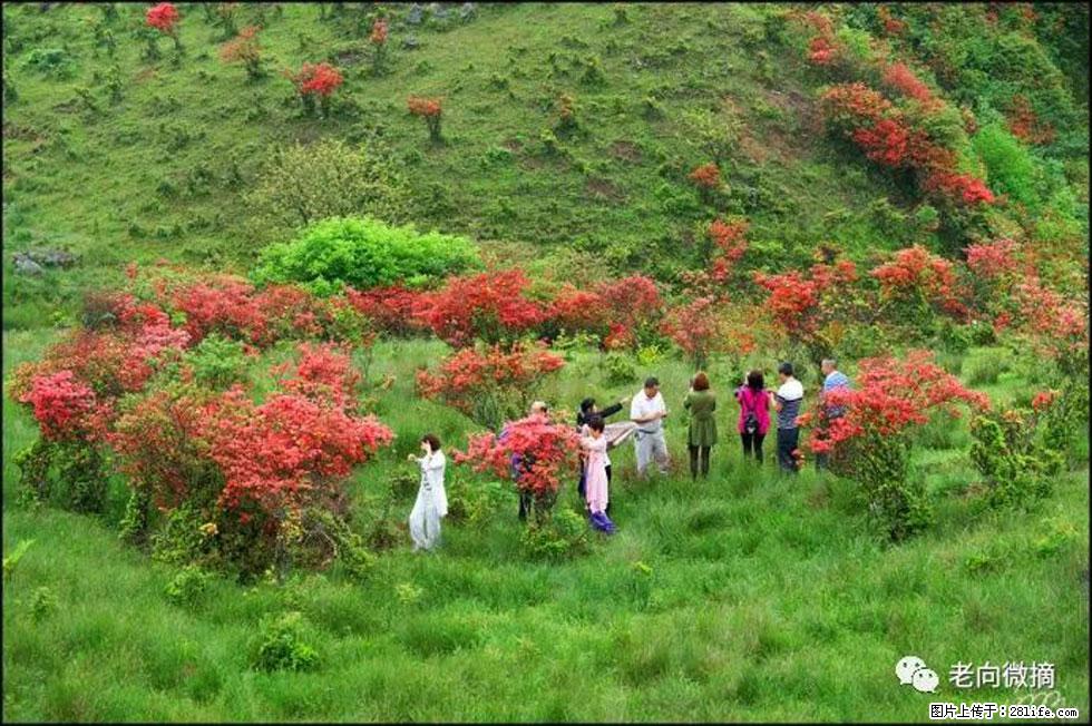 【春天，广西桂林灌阳县向您发出邀请！】宝盖山上映山红 - 游山玩水 - 绵阳生活社区 - 绵阳28生活网 mianyang.28life.com