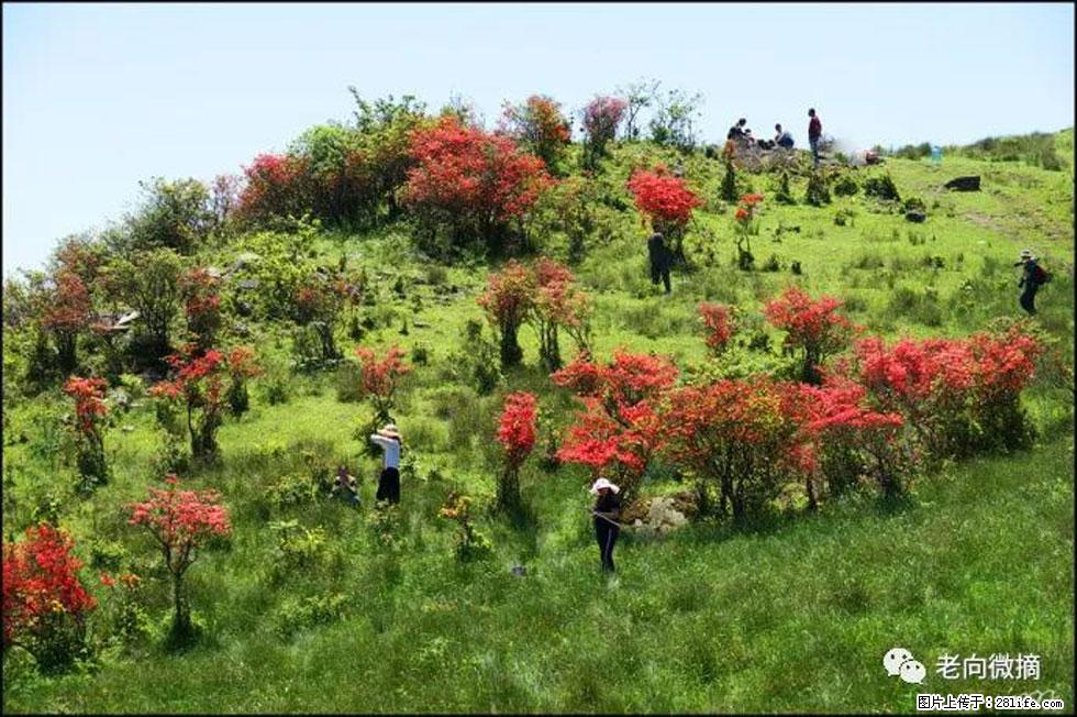 【春天，广西桂林灌阳县向您发出邀请！】宝盖山上映山红 - 游山玩水 - 绵阳生活社区 - 绵阳28生活网 mianyang.28life.com