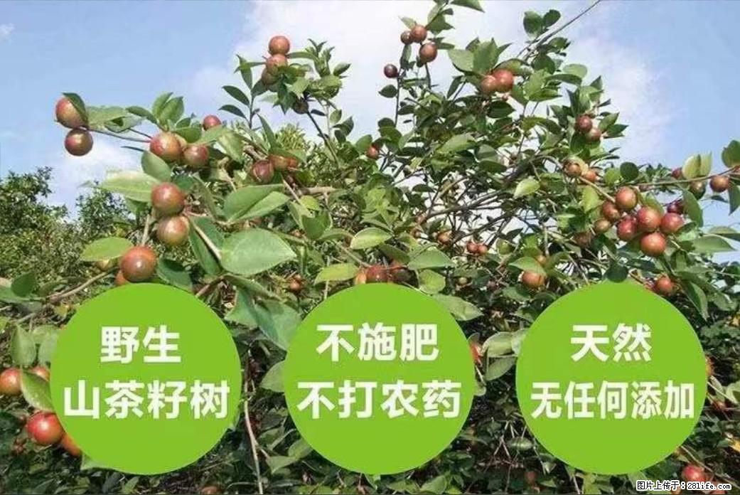 【灌阳县油茶产业示范区】一个有着充实的精神生活的人,对待身外之物自会有一种淡泊的态度 - 土特产 - 饮食特产 - 绵阳分类信息 - 绵阳28生活网 mianyang.28life.com