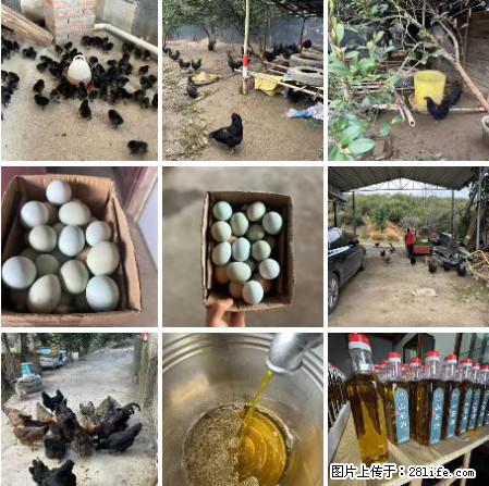 油茶园从小鸡仔开始养起的纯土鸡、土鸡蛋可以预定啦!还有前几天刚榨的纯山茶油哦 - 土特产 - 饮食特产 - 绵阳分类信息 - 绵阳28生活网 mianyang.28life.com