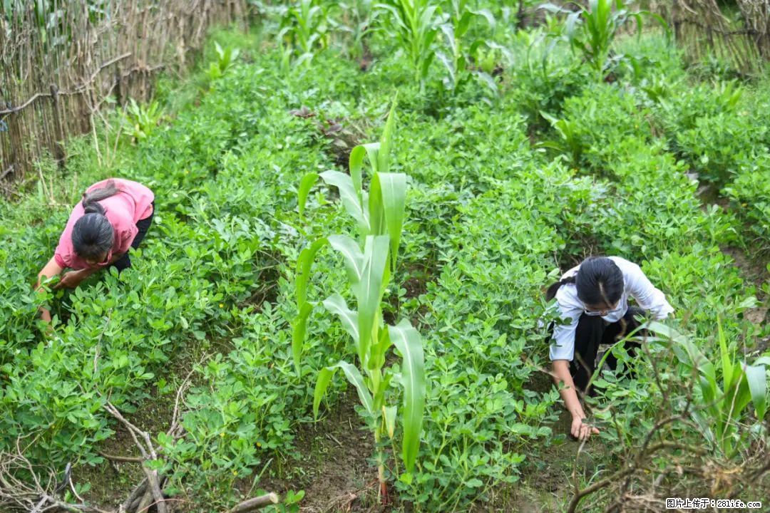 全网追的“扁担女孩”,找了一份暑假工,时薪12元 - 绵阳生活资讯 - 绵阳28生活网 mianyang.28life.com