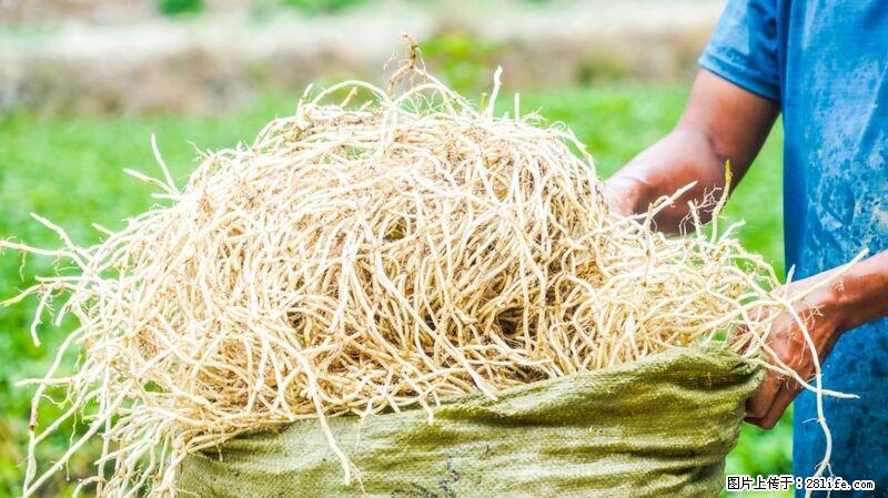 堪称“最难吃”的蔬菜,却是 “抗辐射神器”,还能护肺、清热、止咳化痰! - 绵阳生活资讯 - 绵阳28生活网 mianyang.28life.com