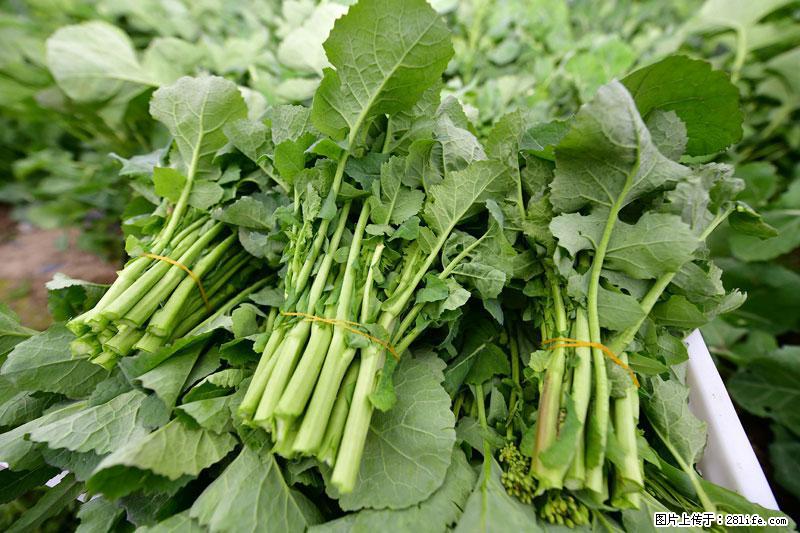 这些蔬菜是“天然钙片”，这6种被医生重点推荐 - 绵阳生活资讯 - 绵阳28生活网 mianyang.28life.com